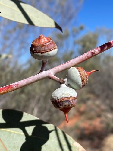 Eucalyptus oxymitra (Sharp-capped Mallee) — photo