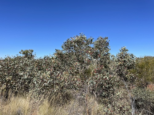 Eucalyptus pachyphylla (Red-budded Mallee) — photo