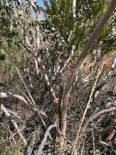 Eucalyptus pachyphylla (Red-budded Mallee) — photo