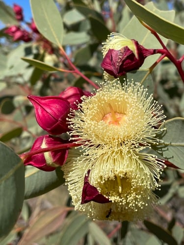 Eucalyptus pachyphylla