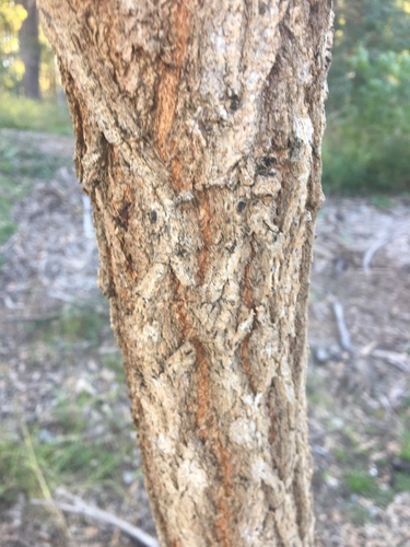 Eucalyptus paniculata (Grey Ironbark) — photo