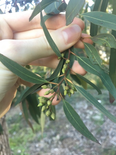 Eucalyptus paniculata (Grey Ironbark) — photo