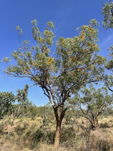 Eucalyptus phoenicea (Hill Woollybutt) — photo