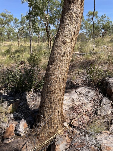 Eucalyptus phoenicea (Hill Woollybutt) — photo