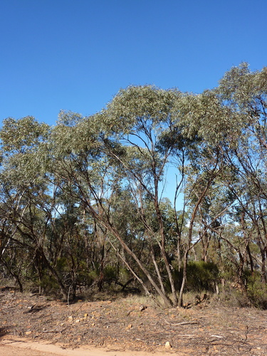 Eucalyptus polybractea (Blue mallee) — photo