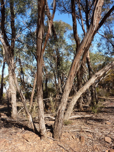 Eucalyptus polybractea (Blue mallee) — photo