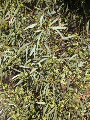 Eucalyptus polybractea