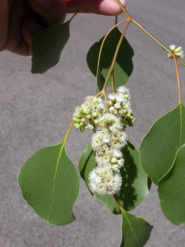Eucalyptus populnea (Bimble Box) — photo