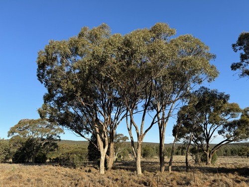 Eucalyptus populnea (Bimble Box) — photo