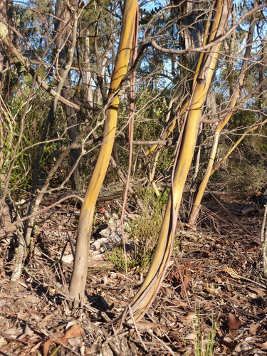Eucalyptus pulverulenta (Silver-leaved Mountain Gum) — photo