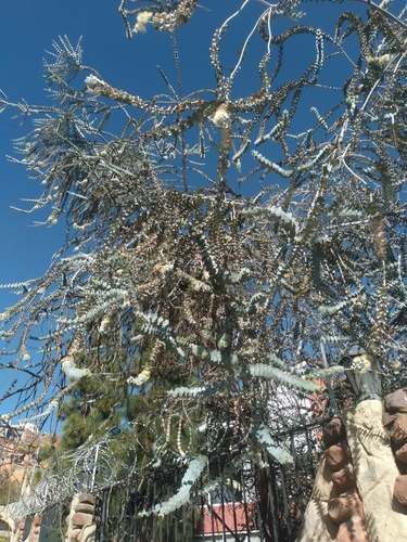 Eucalyptus pulverulenta (Silver-leaved Mountain Gum) — photo