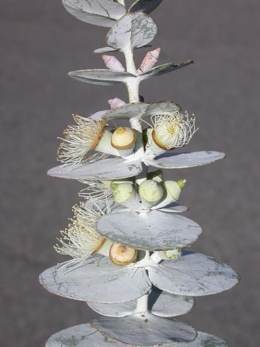 Eucalyptus pulverulenta