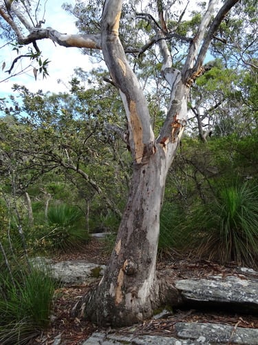 Eucalyptus punctata (Grey Gum) — photo