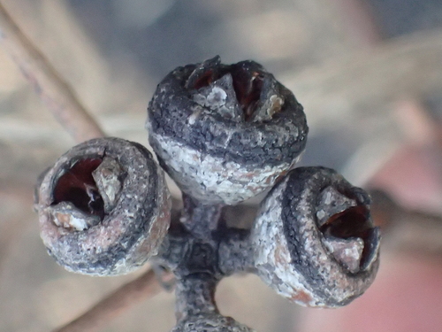 Eucalyptus punctata (Grey Gum) — photo