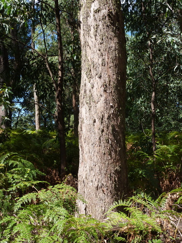 Eucalyptus radiata (White-top peppermint) — photo