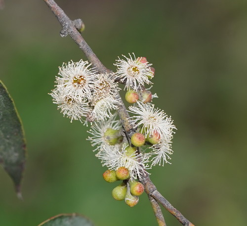 Eucalyptus radiata (White-top peppermint) — photo