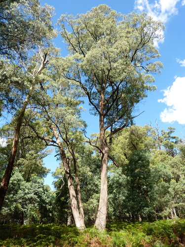 Eucalyptus radiata
