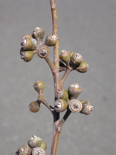 Eucalyptus resinifera (Kino eucalyptus) — photo