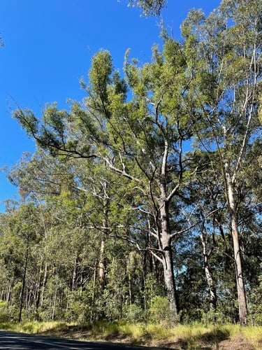 Eucalyptus resinifera (Kino eucalyptus) — photo