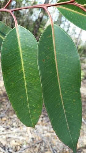 Eucalyptus robusta (Swamp mahogany) — photo