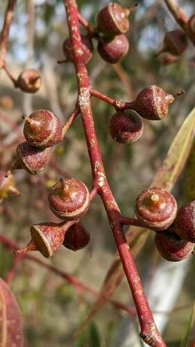 Eucalyptus rubida (Candlebark) — photo