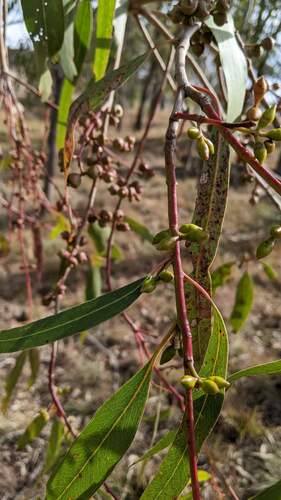 Eucalyptus rubida (Candlebark) — photo