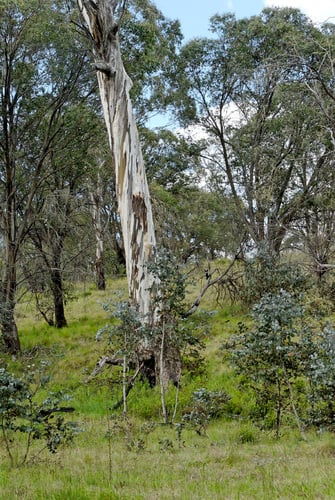 Eucalyptus rubida