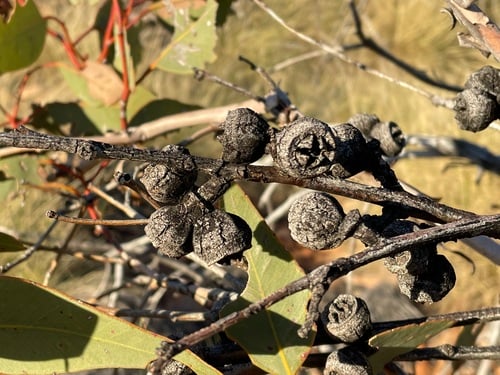 Eucalyptus sessilis (Finke River Mallee) — photo