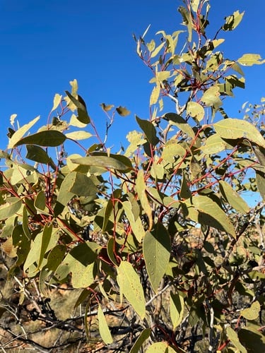 Eucalyptus sessilis (Finke River Mallee) — photo