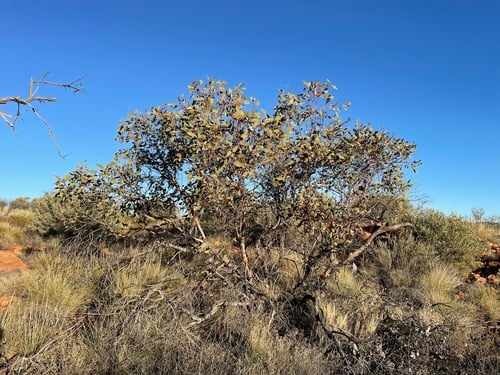 Eucalyptus sessilis