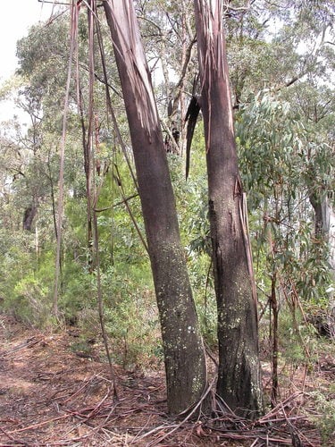 Eucalyptus smithii — photo