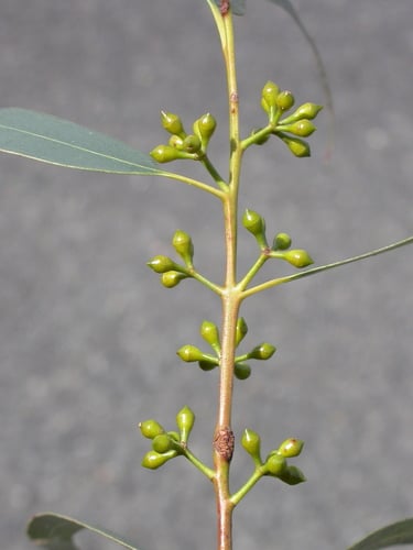 Eucalyptus smithii — photo