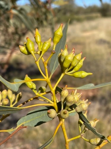 Eucalyptus socialis (Red Mallee) — photo