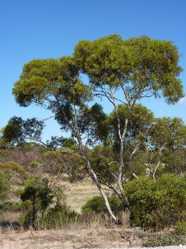 Eucalyptus socialis (Red Mallee) — photo