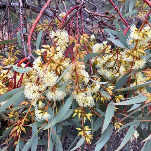 Eucalyptus socialis