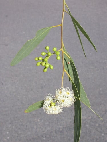 Eucalyptus staigeriana (Lemon-scented ironbark) — photo