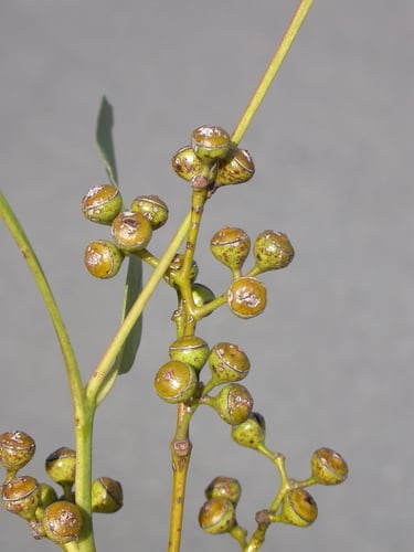 Eucalyptus staigeriana (Lemon-scented ironbark) — photo