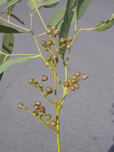 Eucalyptus staigeriana