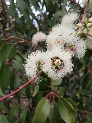 Eucalyptus tereticornis (Forest red gum) — photo