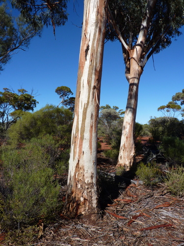Eucalyptus transcontinentalis (Boongul) — photo