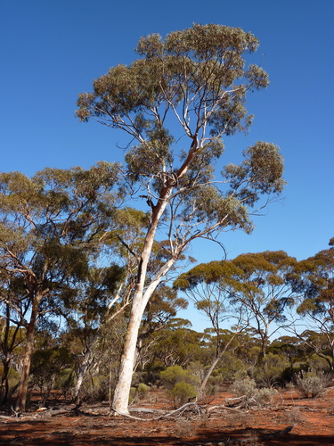 Eucalyptus transcontinentalis (Boongul) — photo