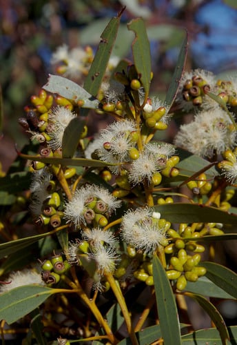 Eucalyptus uncinata (Hook-leaved Mallee) — photo