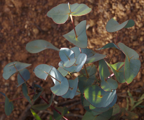 Eucalyptus uncinata (Hook-leaved Mallee) — photo