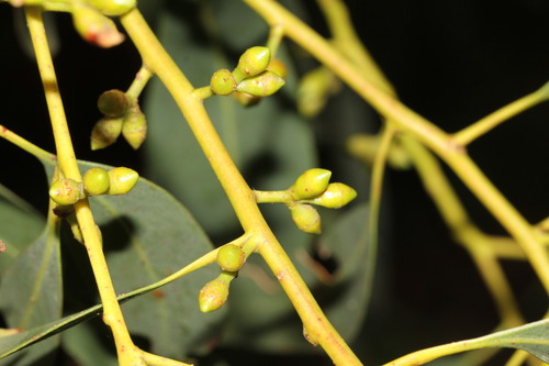 Eucalyptus viminalis