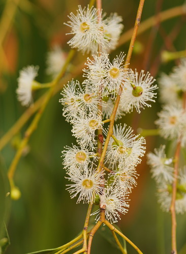 Eucalyptus viminalis (Manna gum) — photo