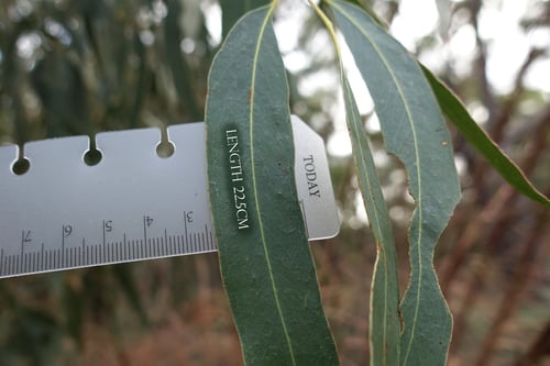 Eucalyptus viminalis subsp. pryoriana (Coast manna-gum) — photo