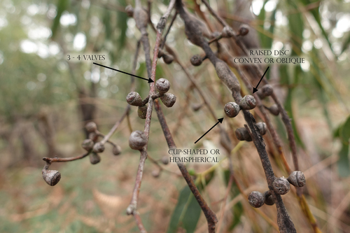 Eucalyptus viminalis subsp. pryoriana