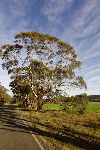 Eucalyptus viminalis (Manna gum) — photo