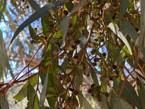 Eucalyptus wandoo (Wandoo) — photo