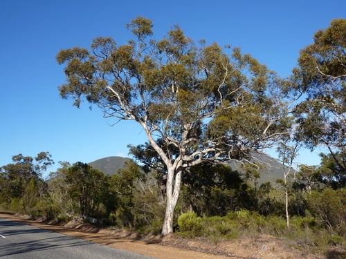 Eucalyptus wandoo